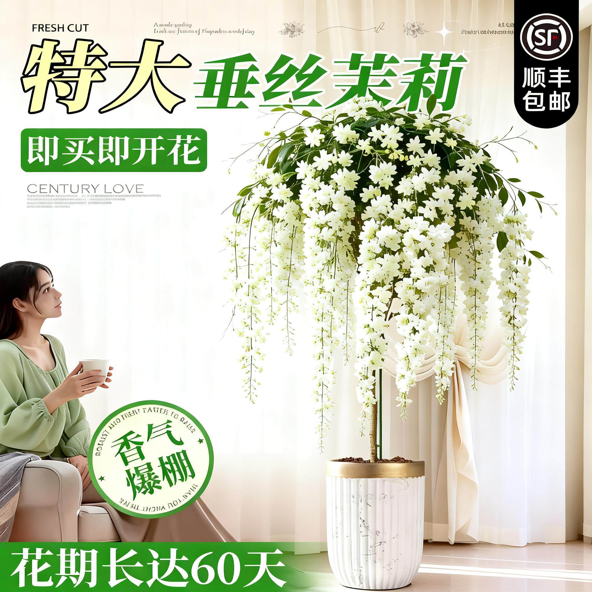 垂丝茉莉盆栽带花苞棒棒糖老桩室内外客厅四季好养植物特大号花卉