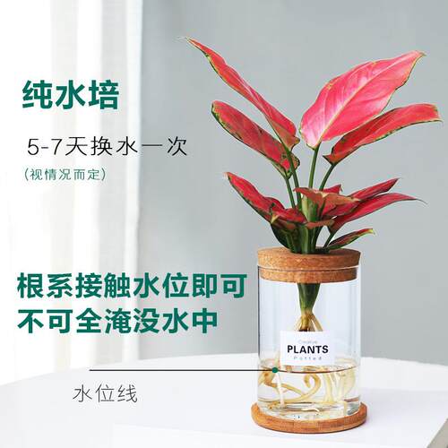 璃水培龟背竹盆栽玻水培植养DZJ65224物室内净卉化空气小绿植四季