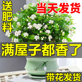 茉莉花苗盆栽带花苞九里香，老桩驱蚊水培，栀子花卉绿植物室内四季开