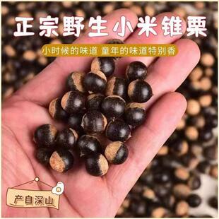 广西野生米锥子小锥栗坚果园米椎子栗刺锥毛栗子新鲜小米椎栗山椎