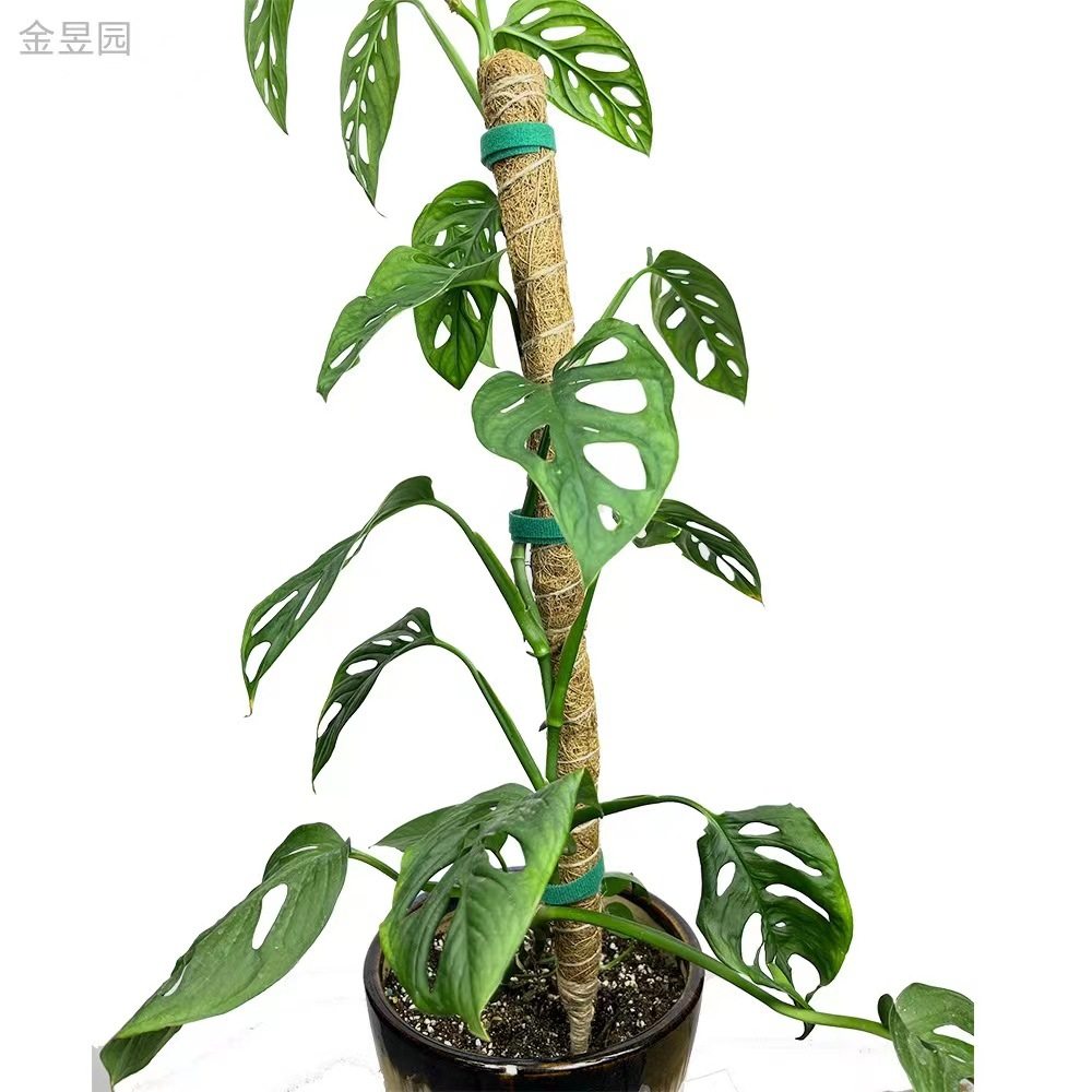 园艺造型椰棕杆植物攀爬造杆弯曲椰植棕棒自藓由形物爬藤柱苔杆