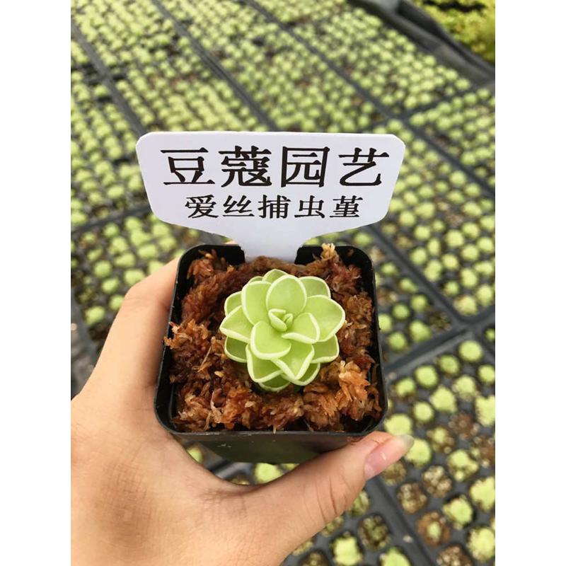 爱丝捕虫堇 食虫植物-食虫草猪笼草瓶子捕蝇草绿植驱蚊吃虫子盆栽
