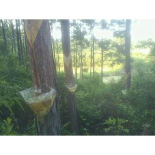 热销湿地松 马尾松三角松脂袋 松油袋松100个/扎 6寸七寸八寸袋