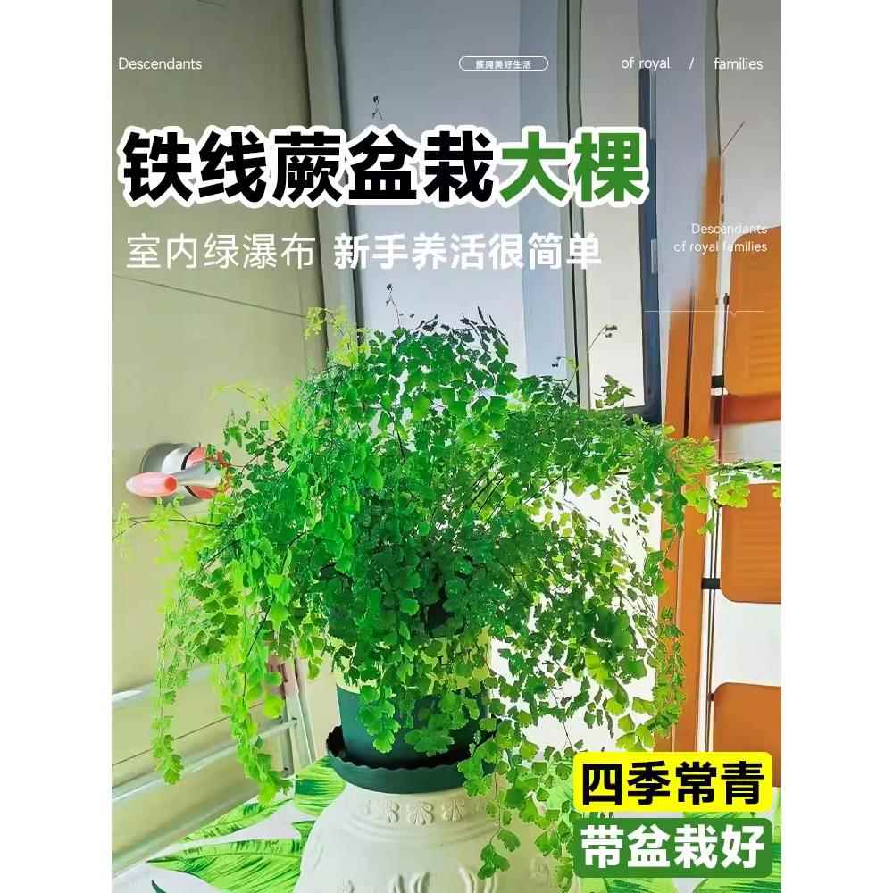 铁线蕨盆栽密叶水培蕨类植物耐阴客厅室内外垂吊好养活四季常绿植