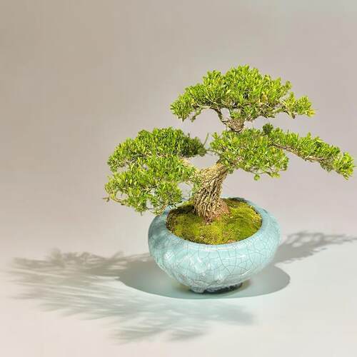 小叶雀舌黄杨盆景造型树室内客厅办公室桌面绿植花卉盆栽好养易活