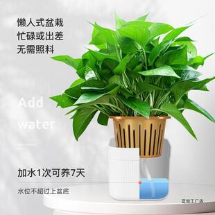 绿萝盆栽办公室内桌面植物花卉绿植水培大叶绿箩新房家用吸除甲醛