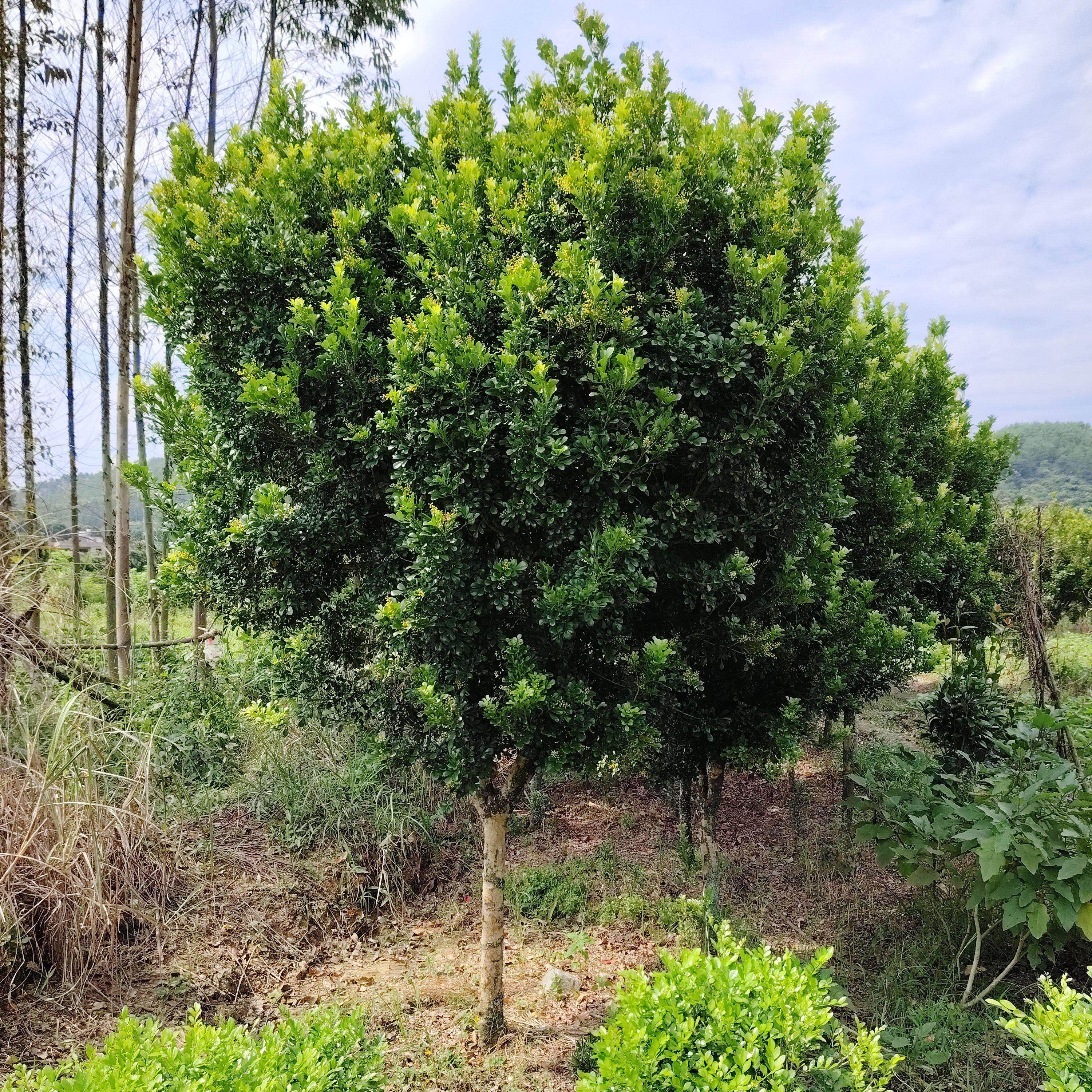 香水米兰花盆栽四季开花浓香阳台花卉绿植庭院常青盆景老桩大树苗