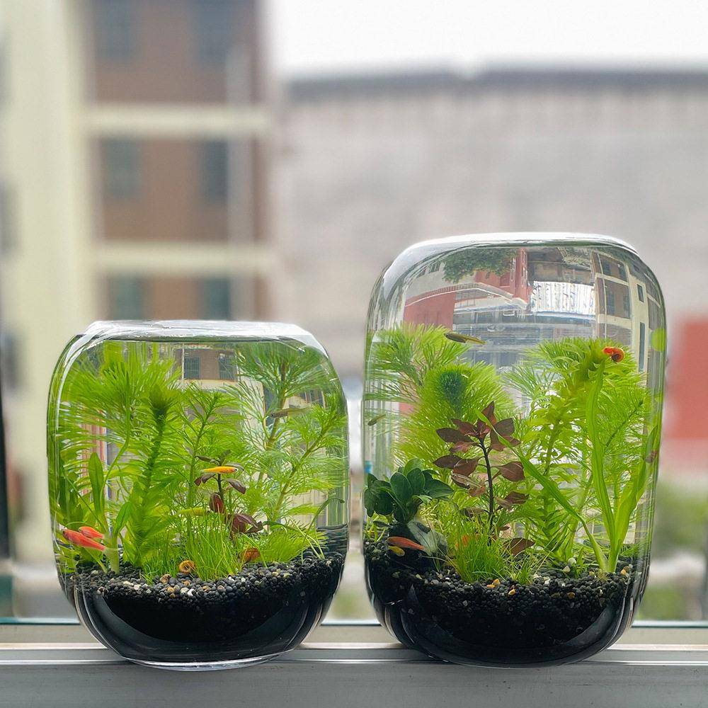 生态瓶微型景观鱼小型小型鱼缸桌面景观观赏鱼虾DIY创意礼品生态