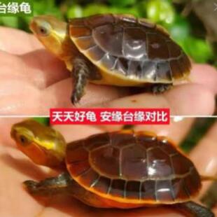 ll黄缘龟幼龟闭壳龟皖南安缘台缘大陆缘受精蛋