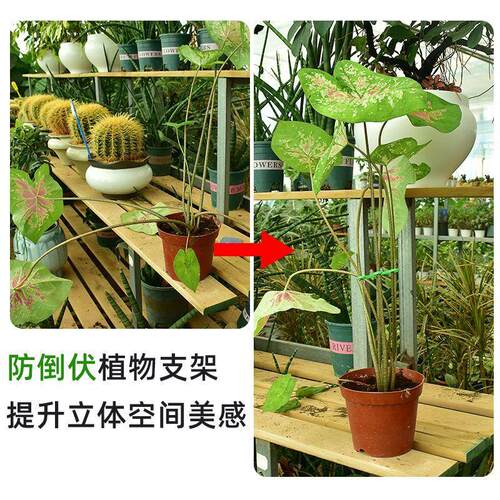 龟背支撑支撑枝干园艺用品套装