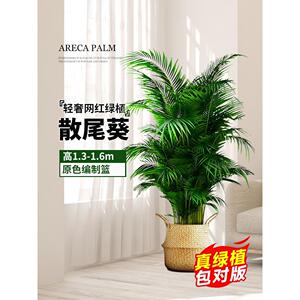 散尾葵绿植大型室内盆栽植物花卉客厅办公室凤尾竹天堂鸟四季常青