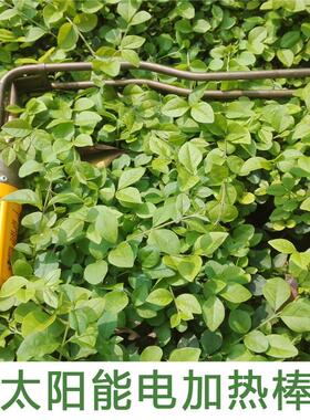 通用桑乐太阳能热水器电加热管棒底部47CMm口径下面底部直插包邮