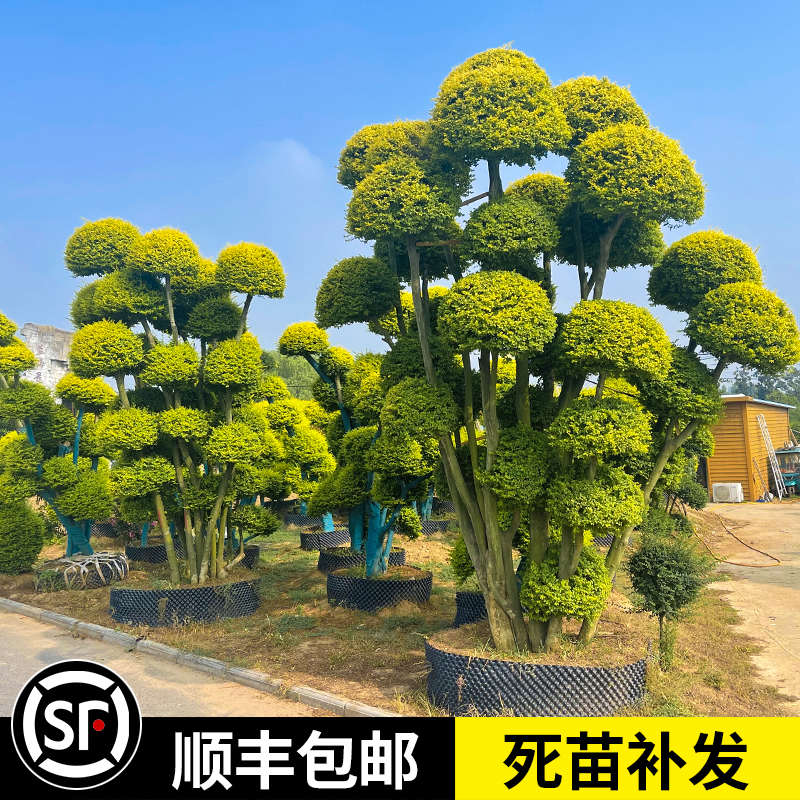 花园花镜植物亮晶女贞棒棒糖川滇蜡树小叶亮金女贞造型树