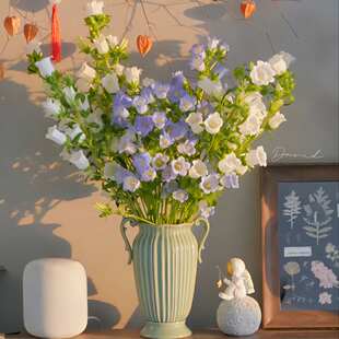 水培风铃花鲜花云南基地直发花期超长的花卉鲜花家用插花鲜花插瓶