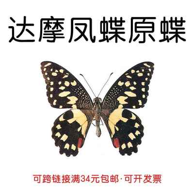 真蝴蝶原蝶达摩凤蝶未展翅蝴蝶标本制作手工diy材料A1/A1-品质