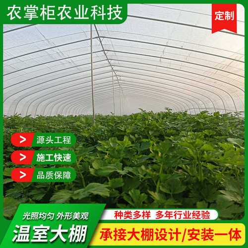 农业种植草莓蔬菜大棚  红美人农业温室大棚建设 蔬菜温室大棚