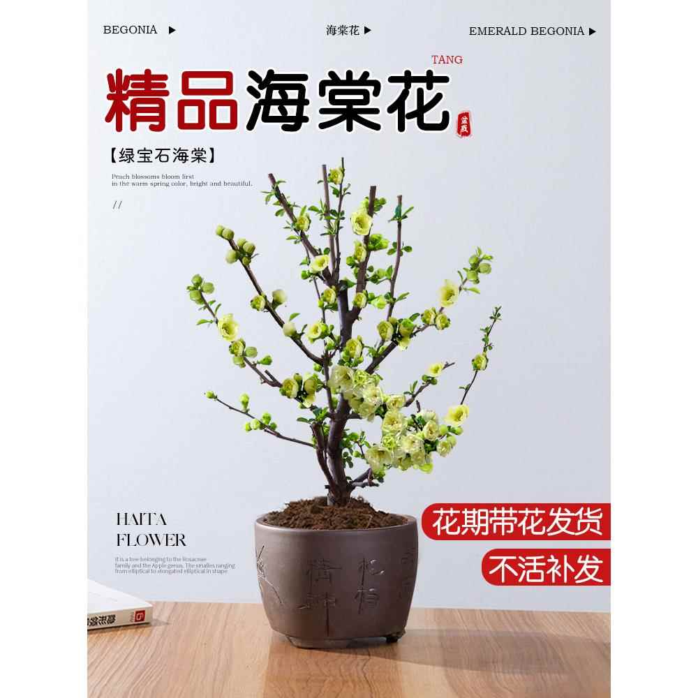 老桩海棠花绿宝石花兴卉耐寒植物