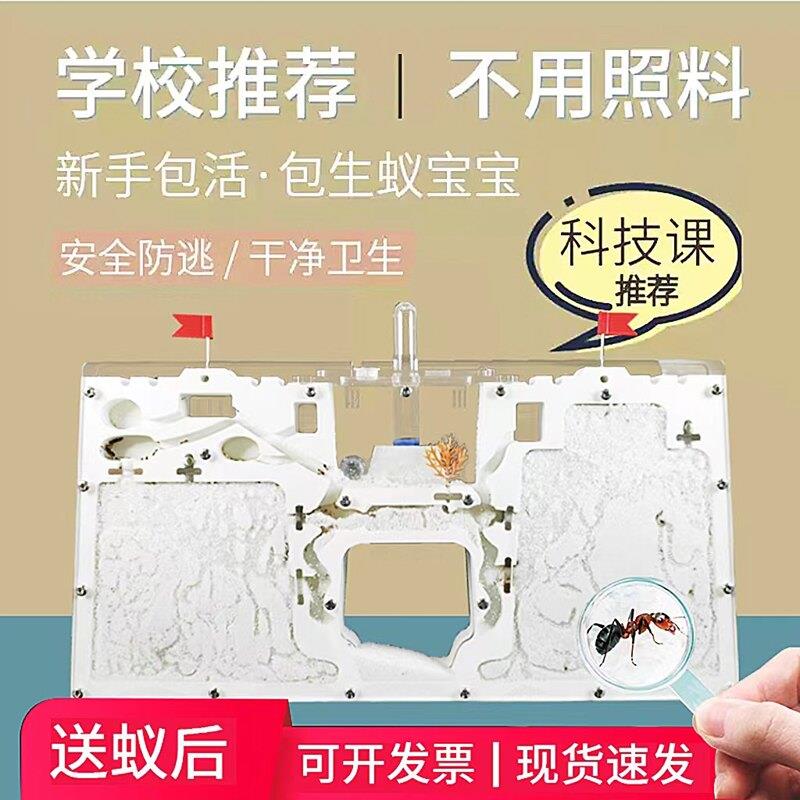 蚂蚁城堡工坊超大型蚂蚁生态箱送蚁后学生观察繁殖版蚁巢窝宠物