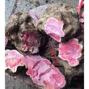新疆包邮新鲜深山红肉土茯苓整个生地湿货云南省农产品煲汤料现挖