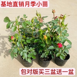 月季花小苗盆栽庭院四季开花花卉植物玫瑰花苗藤本爬藤多花蔷薇花