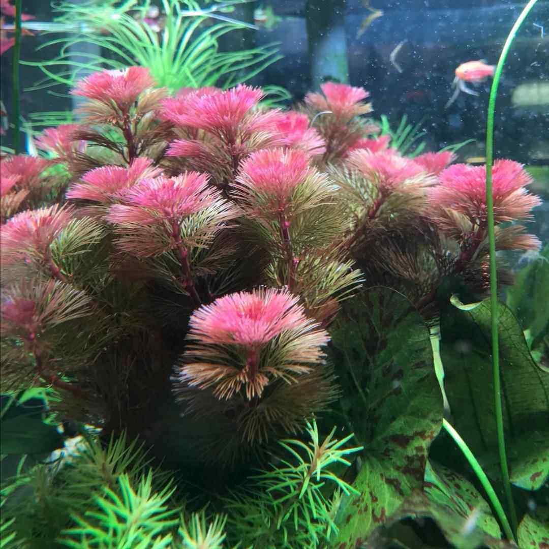 红松尾细叶红色水草阴性无需二氧化碳后景鱼缸草缸装饰造景