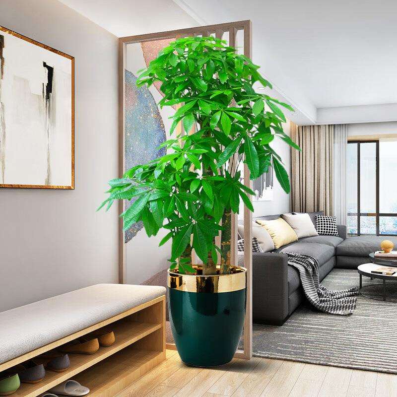 发财树大盆栽客厅室内植物办公室桌面大棵绿植四季好养活开业送礼