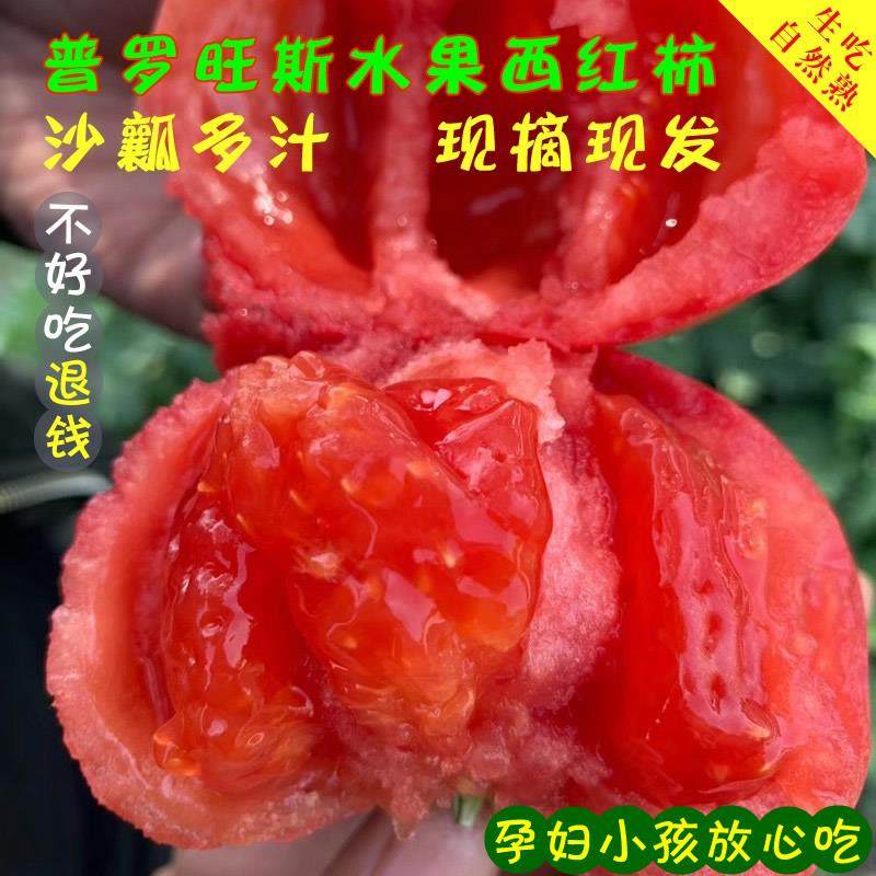 陕西泾阳普罗旺斯水果西红柿现摘新鲜小番茄自然熟生吃沙瓤爆汁,水产肉类/新鲜蔬果/熟食,番茄,淘宝优惠券,粉丝福利购,淘宝优惠卷