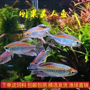 刚果美人热带观赏鱼电光美人蓝石美人淡水草缸群游鱼扯旗鱼活体