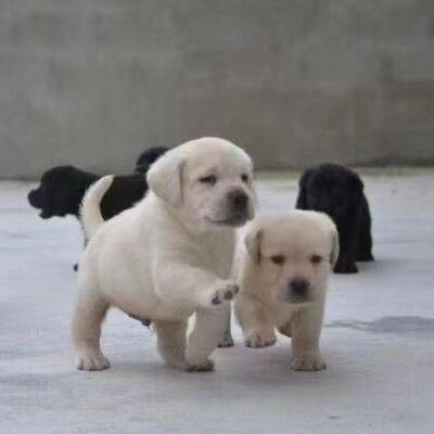 黄狗白面中华田园犬纯土狗看家护院家狗黑狗黄狗白面幼犬家养便宜