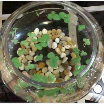 仿真浮萍 塑料带根浮平 水草 鱼缸水草 水面装饰 飘浮假草莲花