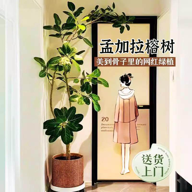 网红孟加拉榕盆栽客厅绿植室内大型旺宅树黄金榕高山榕树落地真花