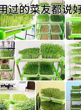 芽苗菜豌豆苗育苗网格豆芽花瓶