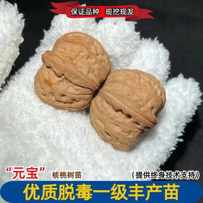 文玩核桃树苗平谷元宝大粗筋原生麻核桃苗老品种南方北方庭院种植