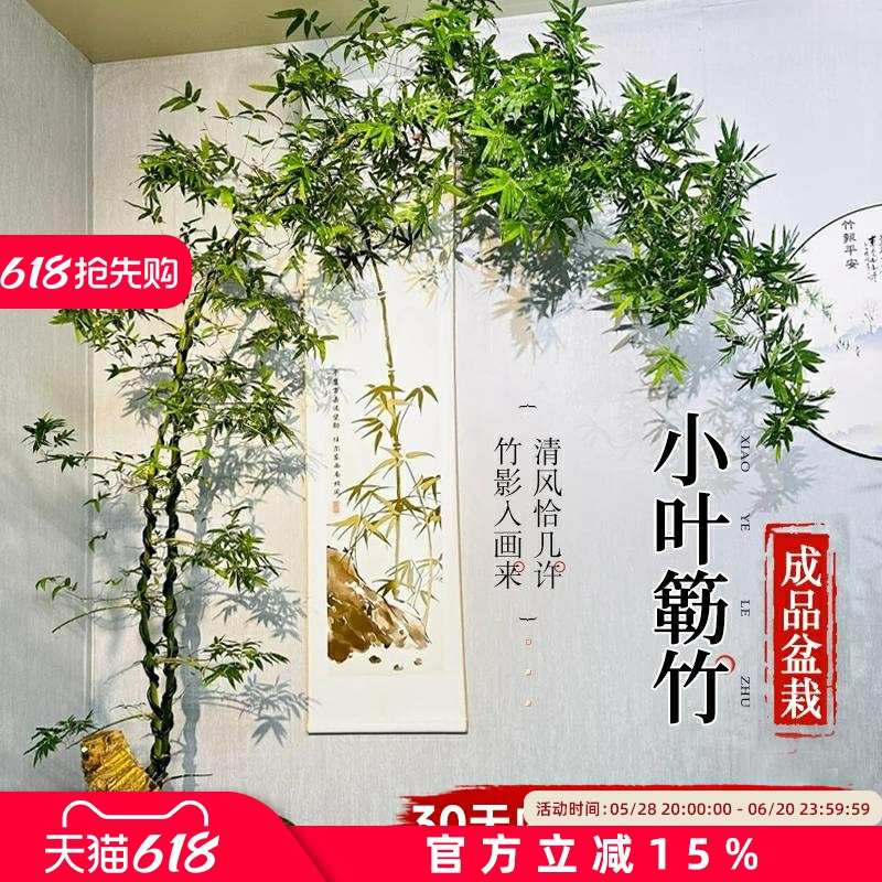 小叶簕竹成品盆景盆栽老桩禅意竹子室内办公室桌面四季客厅绿植物