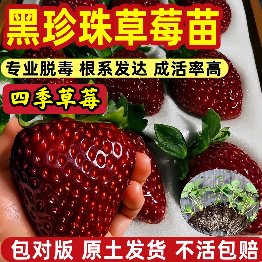 草莓苗玄玉黑珍珠真红美铃专业脱毒巨甜高产量包对版不活包赔