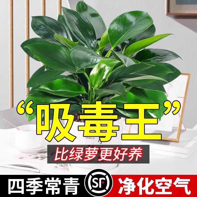 金钻绿公主盆栽水培植物办公室内好养四季常青易活花卉桌面绿植