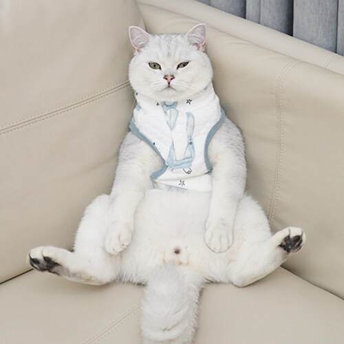 宠它纯棉猫咪衣服防掉毛卡通猫猫衣服德文布偶宠物居家背心跨境