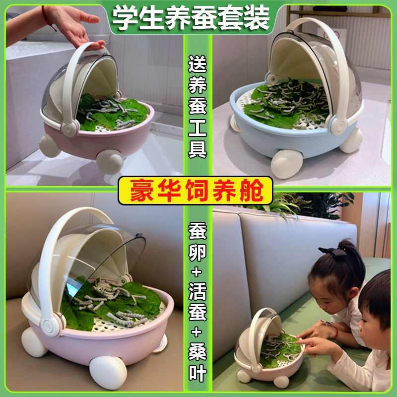 蚕桑叶养蚕新鲜幼蚕宝宝箱活体学生蚕卵太空舱活物盒饲养观察套装