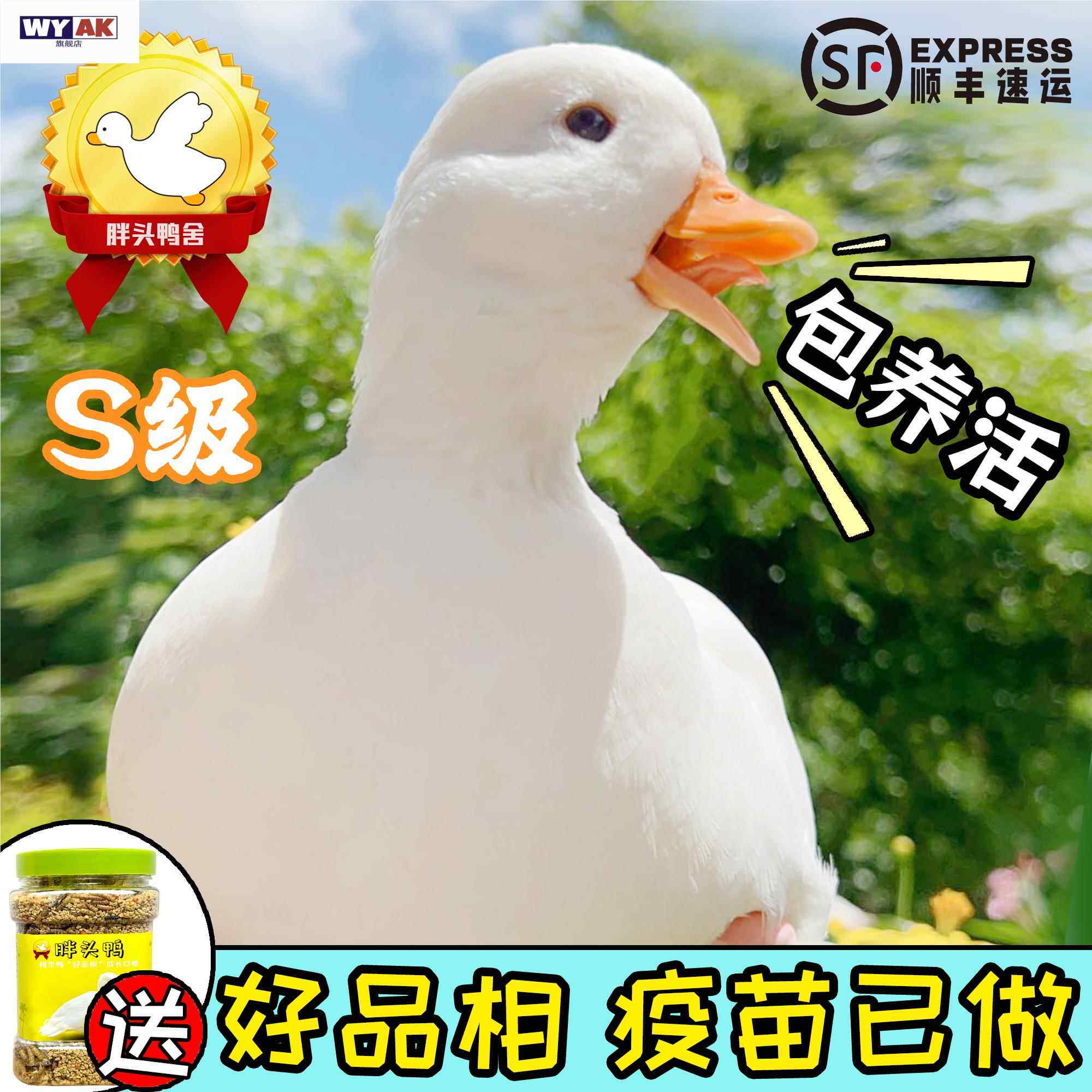 柯尔鸭活宠物网红物纯种幼崽成年柯基鸭赛级级子