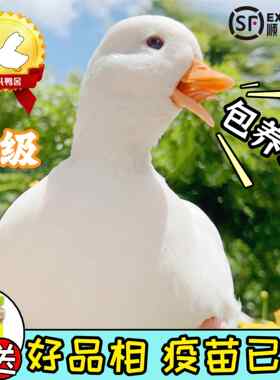 柯尔鸭活宠物网红物纯种幼崽成年柯基鸭赛级级子