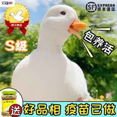 柯尔鸭活宠物网红物纯种幼崽成年柯基鸭赛级级子