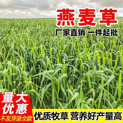 饲用燕麦草种子养殖牧草耐寒四季养殖土壤牧草喂牛羊鸡鸭鹅猪草籽