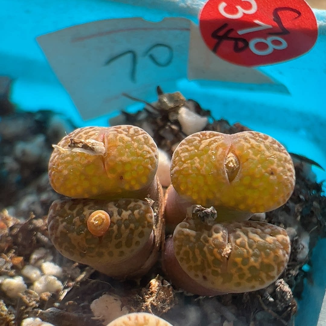 58包邮s318鸟哈尼冠幅1.7cm