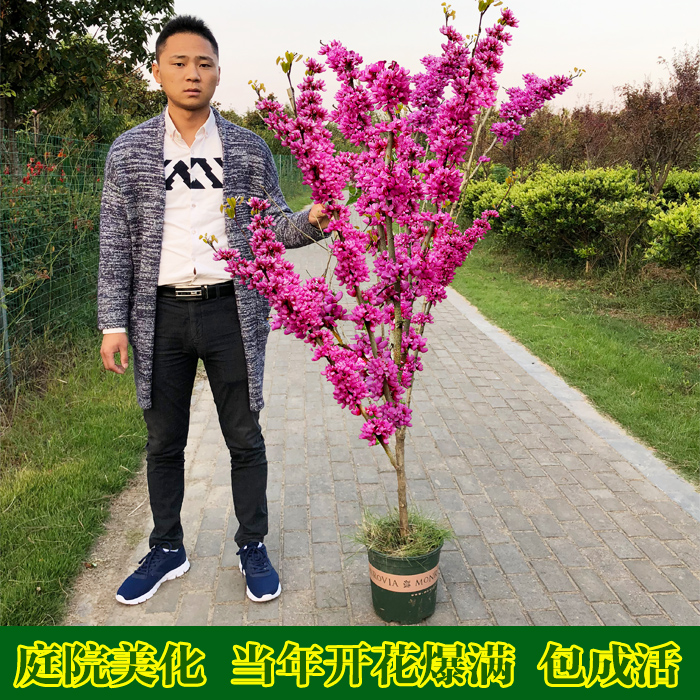 紫荆花树苗独干丛生室外花卉庭院别墅植物苗绿化苗南北方种植耐寒