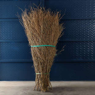 ā竹枝子扫把竹苗竹叶子竹枝竹子竹条扫把头竹竹子头条装饰摆件