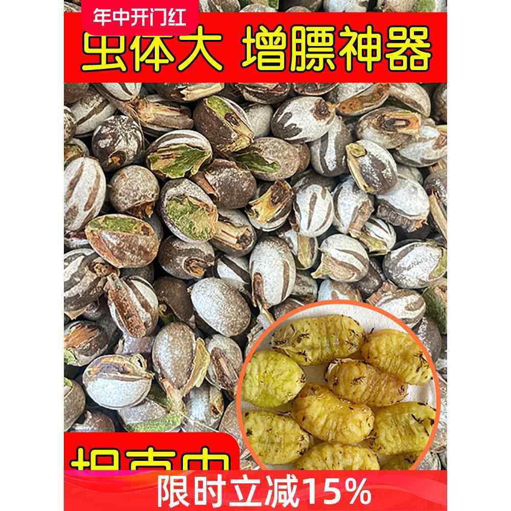 仓鼠粮食坦克虫活虫洋杨拉罐辣子食用优质金丝熊蜜袋鼯增肥高蛋白