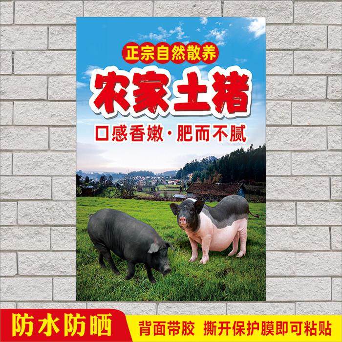 正宗自然散养农家土猪肉生态养殖黑猪肉铺招牌布广告墙贴摆摊车贴,个性定制/设计服务/DIY,写真/海报印制,淘宝优惠券,粉丝福利购,淘宝优惠卷