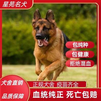 活体狼狗警犬高智商一代