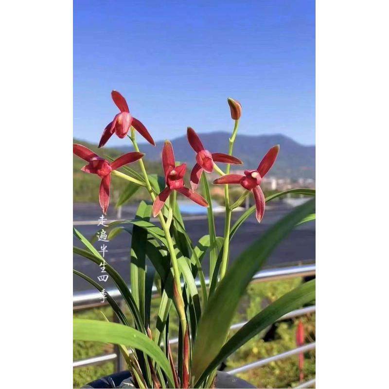 【冯达锋国兰】样品兰花苗建兰:仙山红