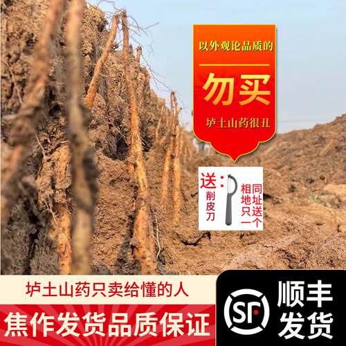 新疆包邮顺丰坏果包赔河南焦作垆土山药怀山药自种铁棍新鲜山药片